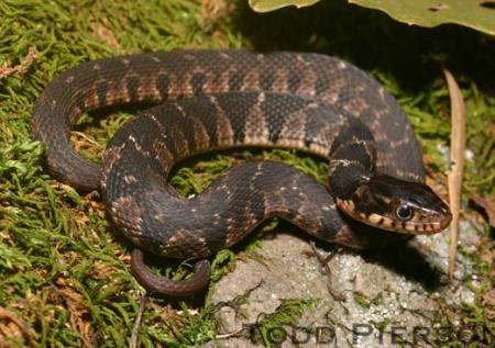 Plainbelly Watersnake (Nerodia erythrogaster)