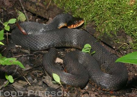 Plainbelly Watersnake (Nerodia erythrogaster)