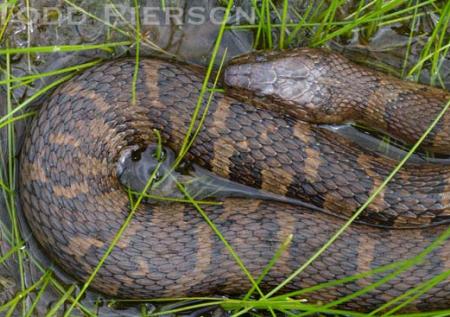 Common or Northern Watersnake (Nerodia sipedon)