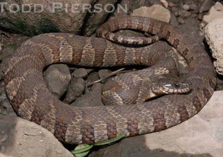 Common or Northern Watersnake (Nerodia sipedon)