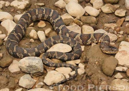 Common or Northern Watersnake (Nerodia sipedon)