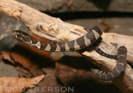 Common or Northern Watersnake (Nerodia sipedon)