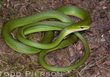 Rough Greensnake (Opheodrys aestivus)