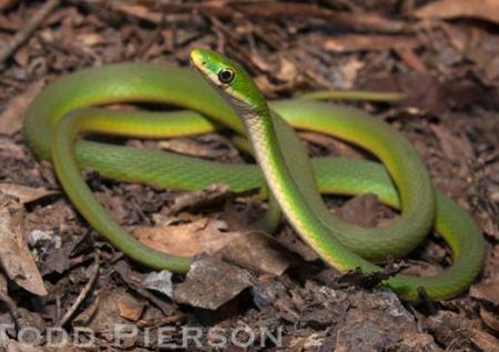 Rough Greensnake (Opheodrys aestivus)