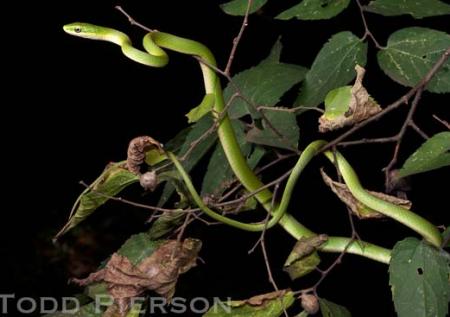 Rough Greensnake (Opheodrys aestivus)