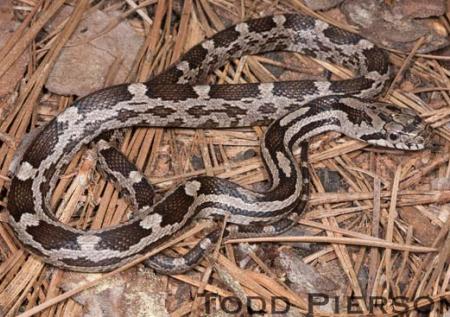 Gray Ratsnake (Pantherophis spiloides)