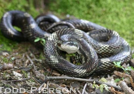 Gray Ratsnake (Pantherophis spiloides)