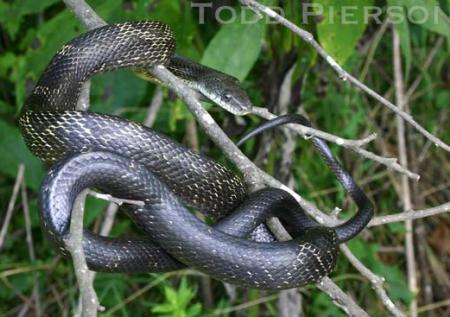 Gray Rat Snake 