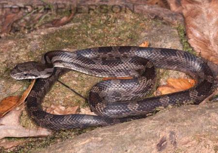 Gray Ratsnake (Pantherophis spiloides)