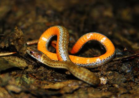 The Red-Bellied Snake