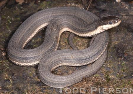 Queensnake (Regina septemvittata)