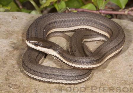 Queensnake (Regina septemvittata)