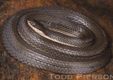 Queensnake (Regina septemvittata)