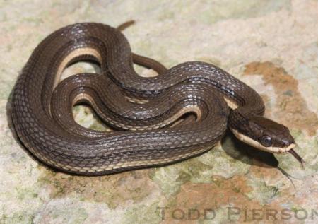 Queensnake (Regina septemvittata)