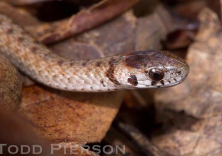 Dekay's Brownsnake (Storeria dekayi)