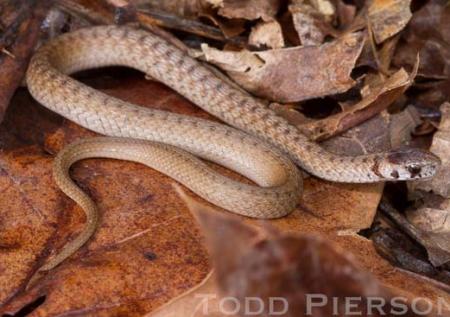 Dekay's Brownsnake (Storeria dekayi)