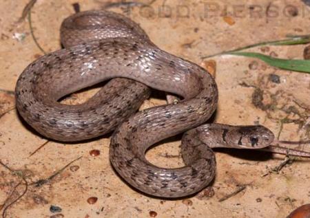 Dekay's Brownsnake (Storeria dekayi)