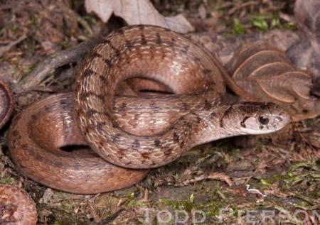 Dekay's Brownsnake (Storeria dekayi)