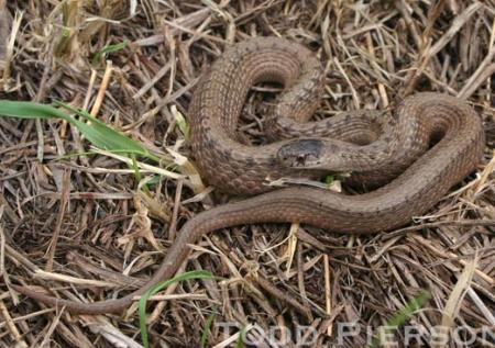 Dekay's Brownsnake (Storeria dekayi)