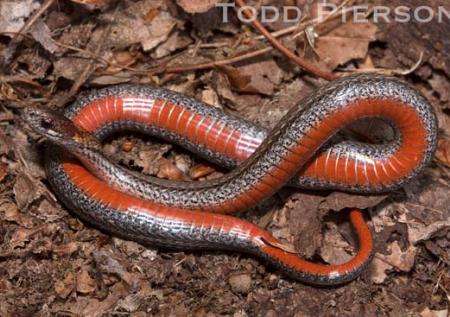 Red-bellied Snake (Storeria occipitomaculata)