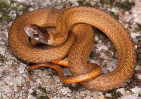 Red-bellied Snake (Storeria occipitomaculata)