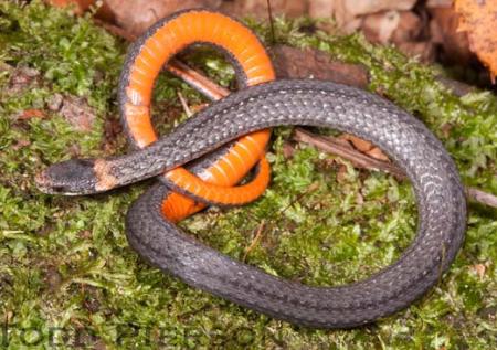 Redbelly Snake (Storeria occipitomaculata) - Reptiles and