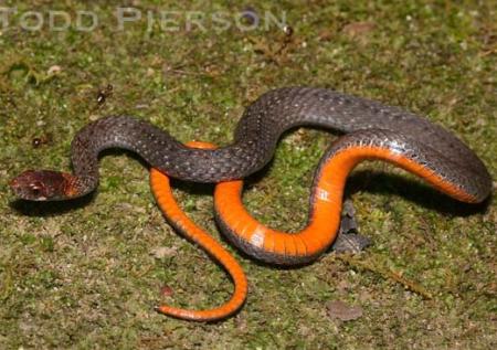 Red-bellied Snake (Storeria occipitomaculata)