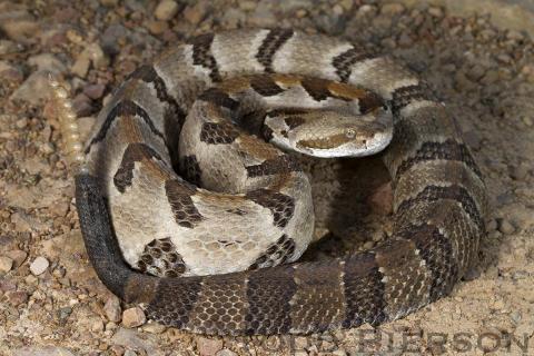 Timber Rattlesnake (Crotalus horridus)