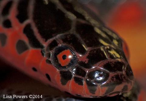 Red-bellied Mudsnake (Farancia abacura)