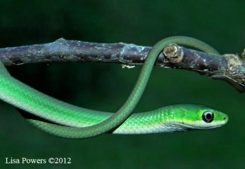 Rough Greensnake (Opheodrys aestivus)