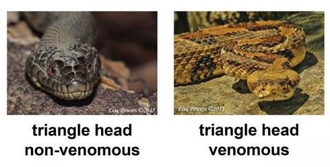 Example of the different head shapes in snakes in Kentucky