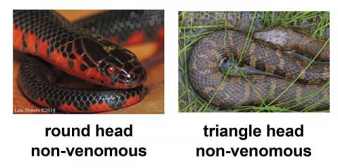 Example of the different head shapes in snakes in Kentucky