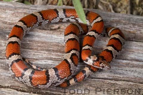 Eastern Milksnake (Lampropeltis triangulum)