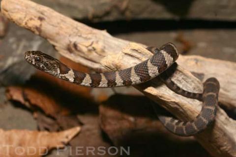 Common or Northern Watersnake (Nerodia sipedon)