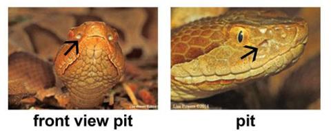 Example of a snakes with pits
