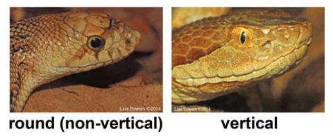Example images of the different pupil shapes in snakes (round/non-vertical and vertical)