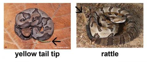 Snakes w/ two different tails—one with a yellow tail tip and one with a rattle