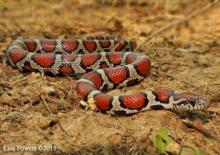 Eastern Milksnake (Lampropeltis triangulum)