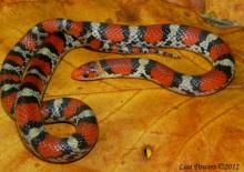 Scarletsnake (Cemophora coccinea)