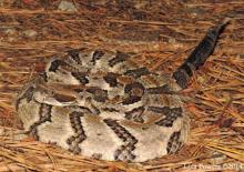 Timber Rattlesnake (Crotalus horridus)