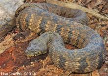 Diamond-backed Watersnake (Nerodia rhombifer)