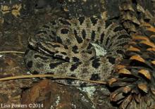 Pigmy Rattlesnake (Sistrurus miliarius)