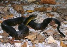 Mississippi Green Watersnake (Nerodia cyclopion)