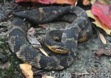 Snakes of Kentucky | Kentucky Snake Identification