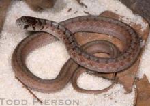 Dekay's Brownsnake (Storeria dekayi)