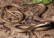 Eastern Ribbonsnake (Thamnophis sauritus)