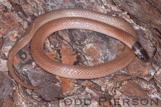 Southeastern Crowned Snake (Tantilla coronata)