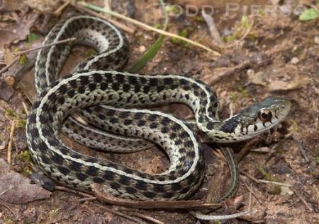 Common Gartersnake (Thamnophis sirtalis)