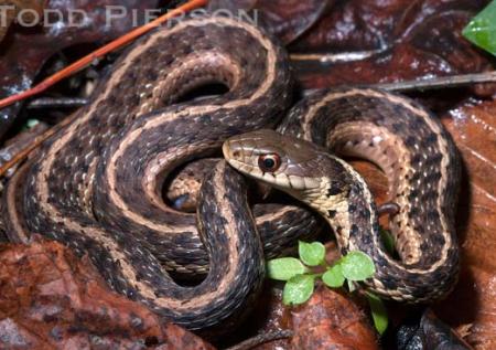 Common Gartersnake (Thamnophis sirtalis)