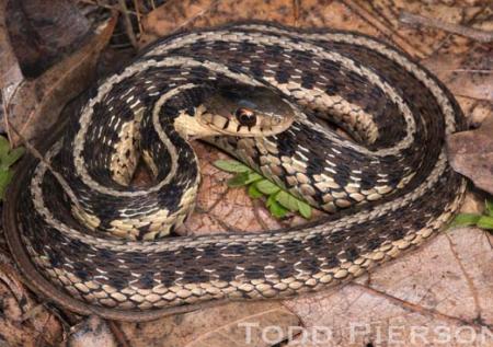 Common Gartersnake (Thamnophis sirtalis)